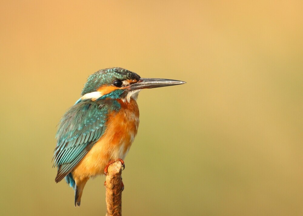 Best Locations for Bird Photography