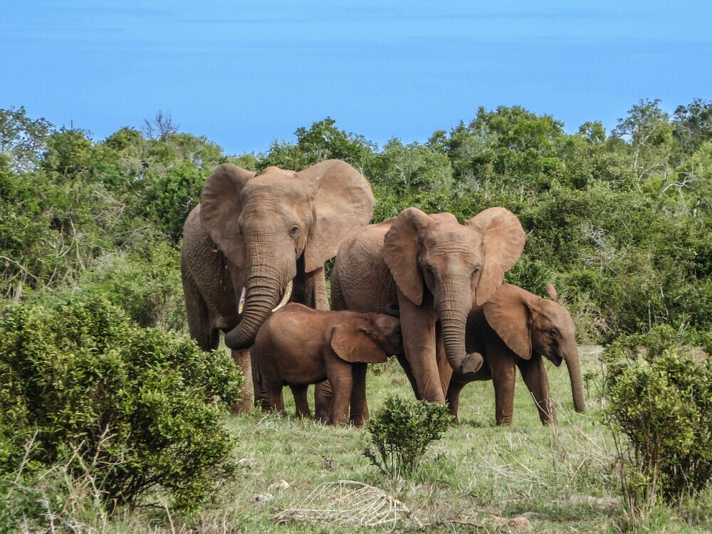 Safari Adventure: A Guide to African Wildlife