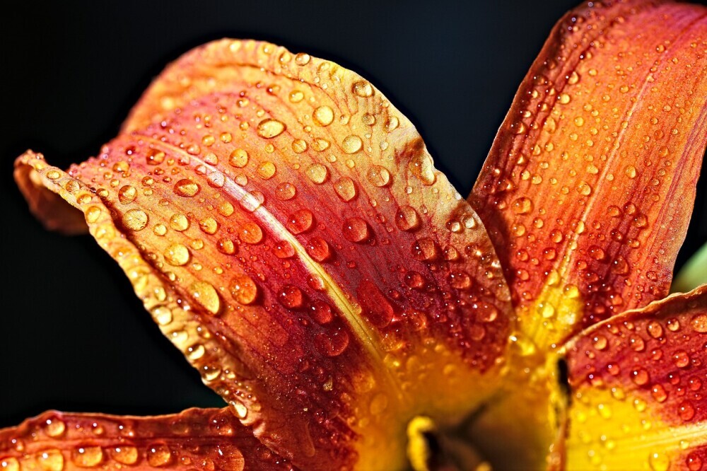 Macro Photography: Capturing the Beauty of Small Things